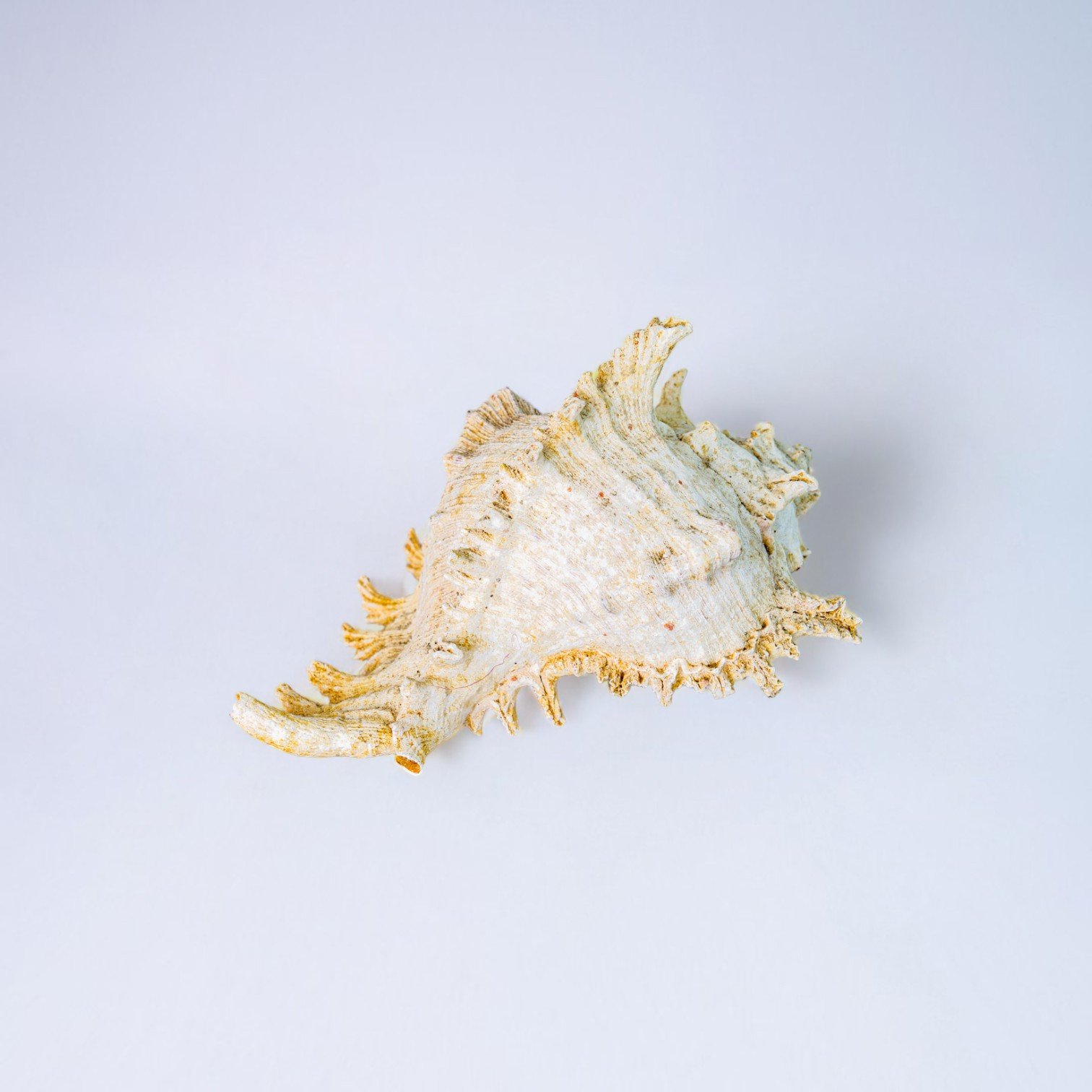 336 KERANG ROXY 180 6