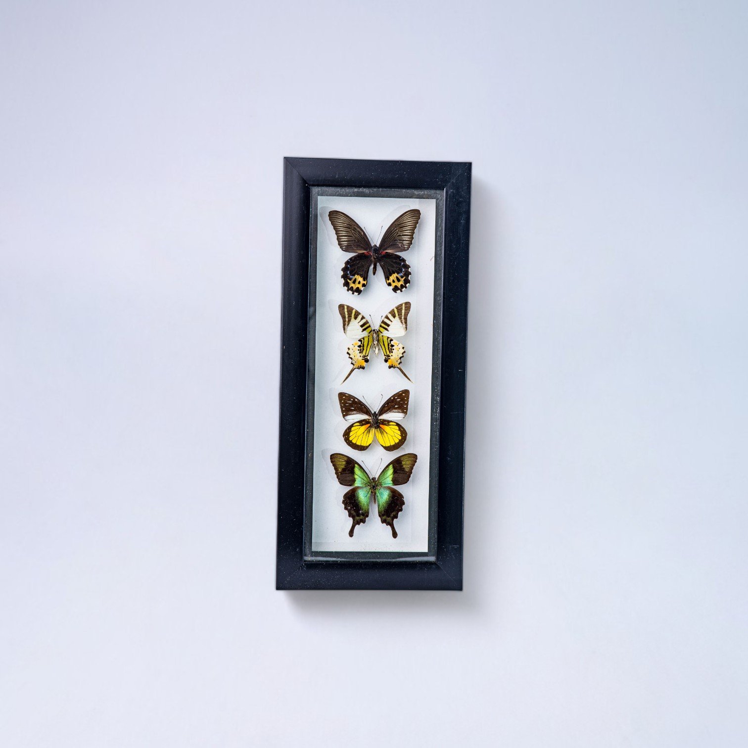 491 BINGKAI KUPU? ISI 4 600 50