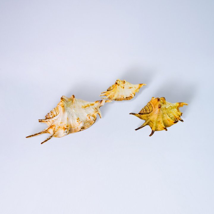 74 KERANG BERDURI ISI 3 KODE 75 4