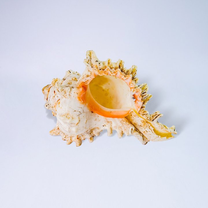 77 KERANG BERDURI K KODE 150 9